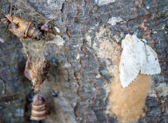 Spongy Moth Life Cycle Integrated Pest Management